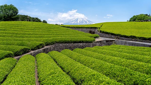 茶树梯田
