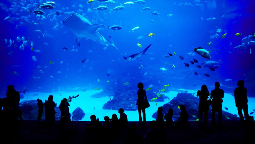 Das Georgia Aquarium in Atlanta, Georgia, USA
