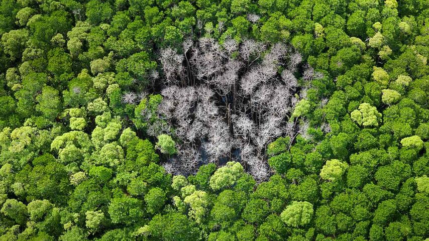 Verbrannte Bäume nach einem Blitzeinschlag im Regenwald des Daintree Nationalparks, Far North Queensland, Australien