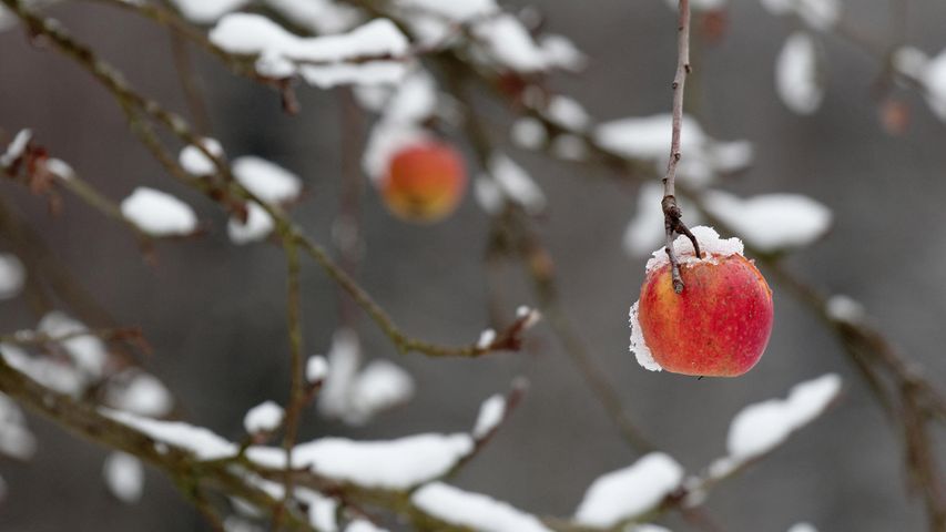 Roter Apfel an einem abgebrochenen Zweig im Winter, Coburg, Bayern, Deutschland