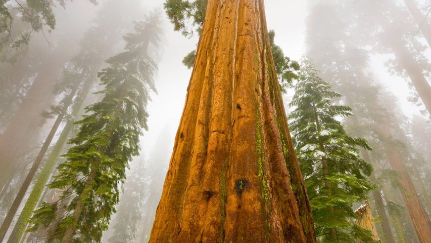 Riesenmammutbäume im Sequoia-Nationalpark, Kalifornien, USA. Der Park wurde heute vor 128 Jahren gegründet.