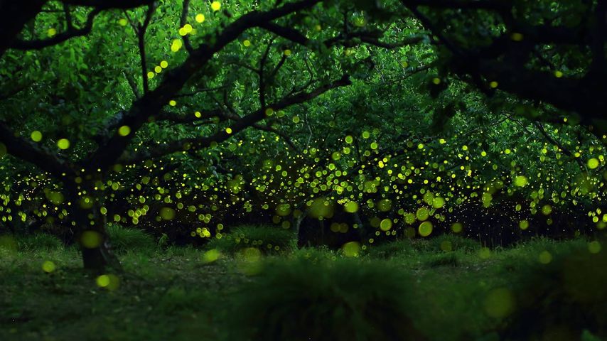 Langzeitbelichtung von Leuchtkäfern in einem Waldgebiet in der Nähe von Nagoya City, Japan