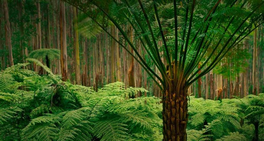 Baumfarne im Eukalyptuswald des Dandenong Ranges Nationalpark, Australien – Frans Lanting/Corbis ©