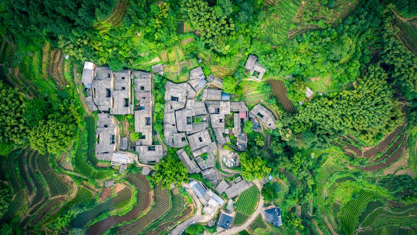 Teegarten im Dorf Yangjiatang, Kreis Songyang, China