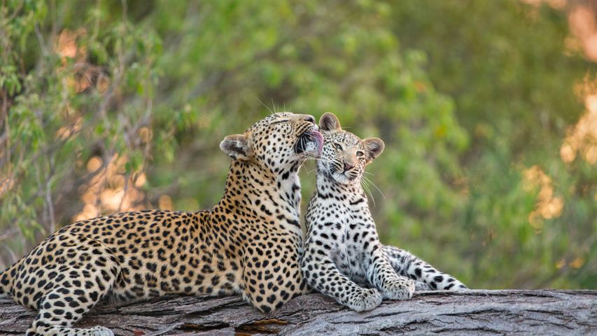 Leopardin leckt ihr Junges, Jao Reservat, Botswana