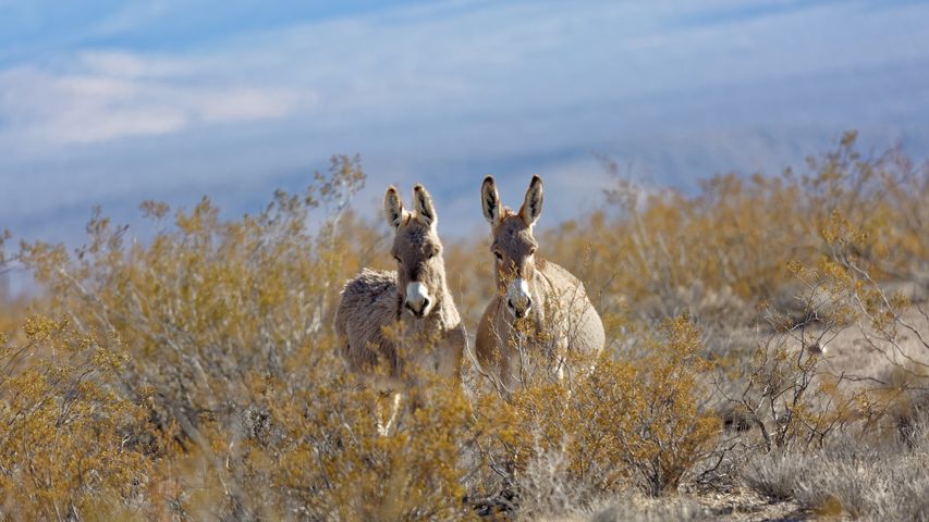 Esel in einem Tal bei Rhyolite, Nevada, USA