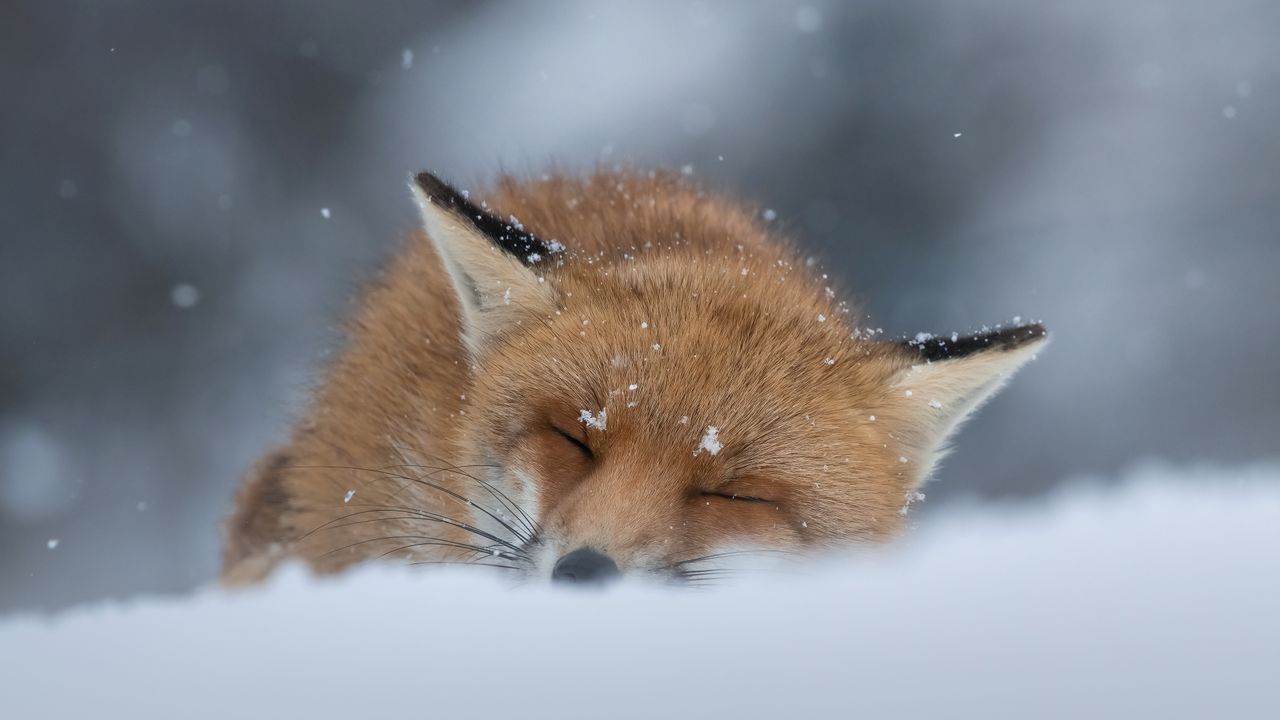 雪中小憩