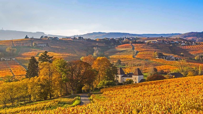 Die Gemeinde Lantignie im Weinbaugebiet Beaujolais, Frankreich