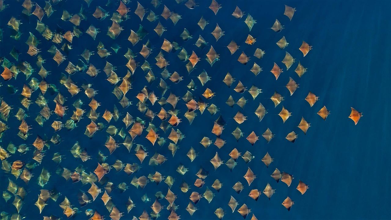 大群的芒基蝠鲼跃出水面，墨西哥加利福尼亚湾