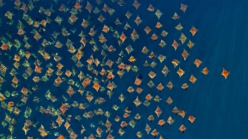 Luftaufnahme eines riesigen Schwarms von Teufelsrochen, Golf von Kalifornien, Mexiko