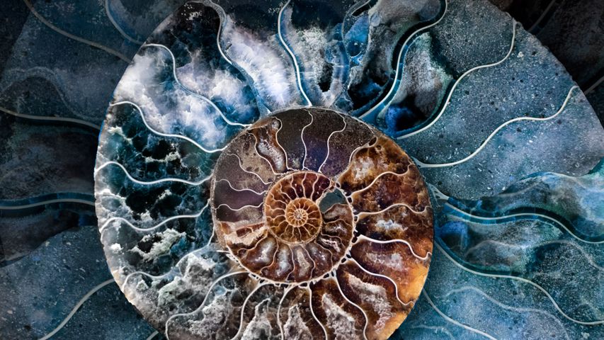 Querschnitt des versteinerten Gehäuses eines Ammoniten