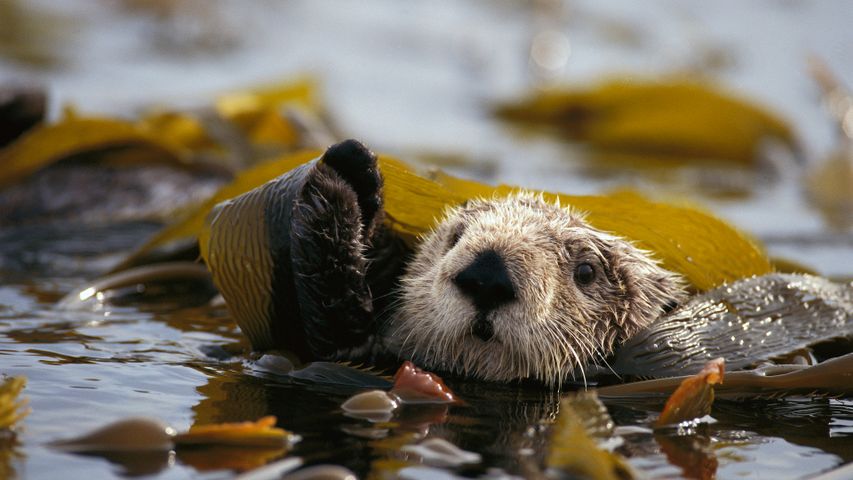 Seeotter in einem Seetangbett schwimmend im Alaska Maritime National Wildlife Refuge, USA (© Gerry Ellis/Minden Pictures)