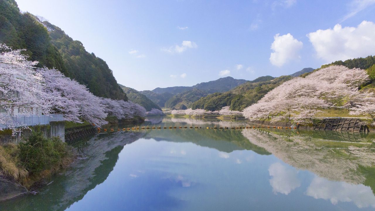 樱花季节