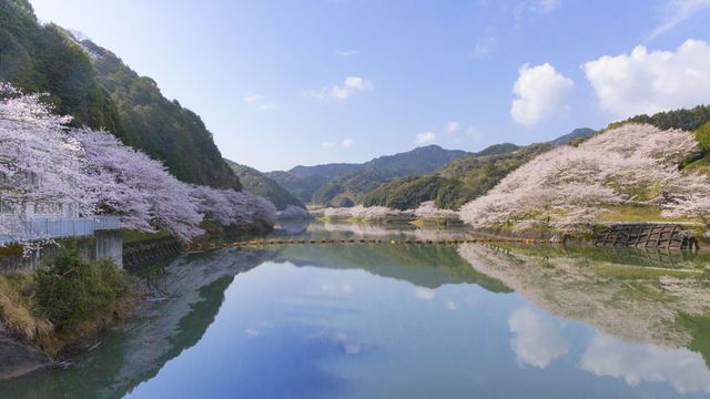 樱花季节
