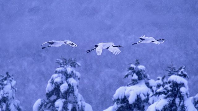 阿寒国立公园的丹顶鹤,日本北海道