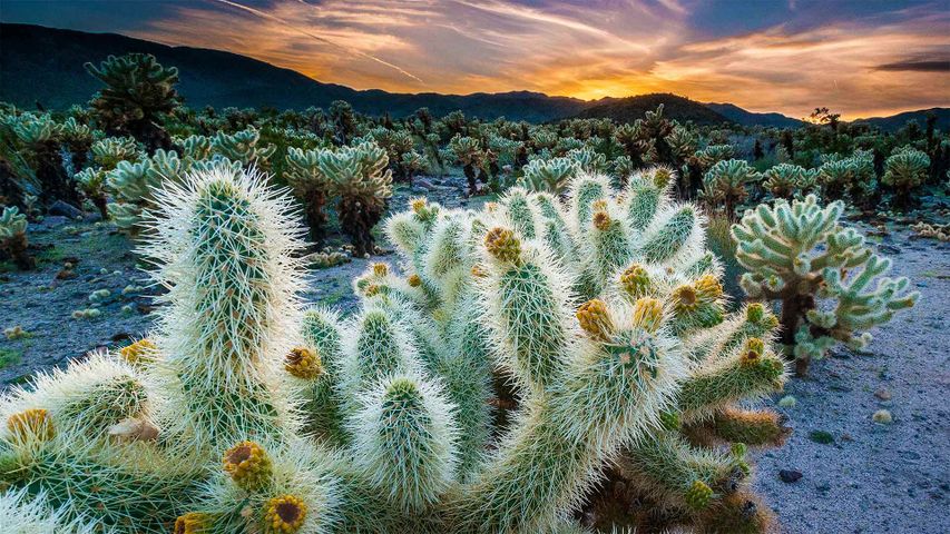 Cholla Cactus Garden im Joshua-Tree-Nationalpark, Kalifornien, USA