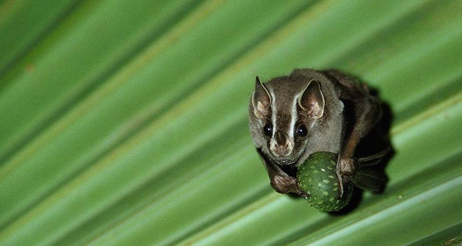 Eine Gelbohr-Fledermaus (Uroderma bilobatum) ruht sich unter einem Palmenblatt aus und schält eine Feige vor dem Verzehr, Regenwald, Panama