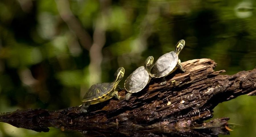 Drei kleine Schildkröten beim Sonnenbad an einem Teich, Duke Gardens, Durham, North Carolina, USA – Mohamed Mahmoud El-Geish ©