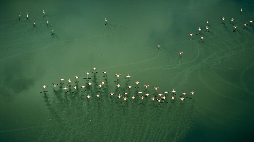 Flamingos im Flug, Magadisee, Kenia