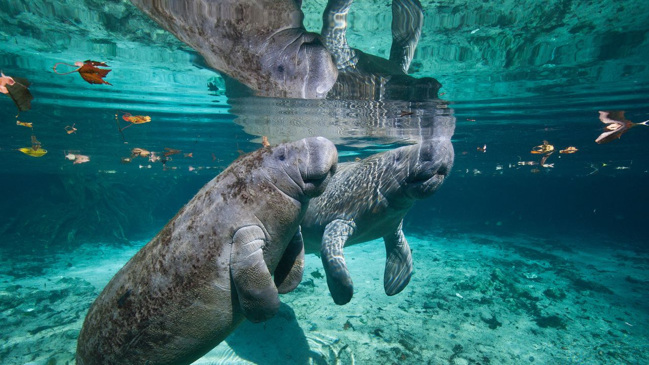 Seekuh-Mutter mit Baby, Crystal River, Three Sisters Spring, Florida, USA