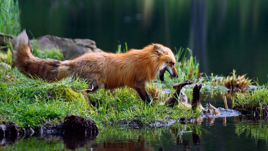 Eine Fuchsmutter spielt mit ihrem Nachwuchs