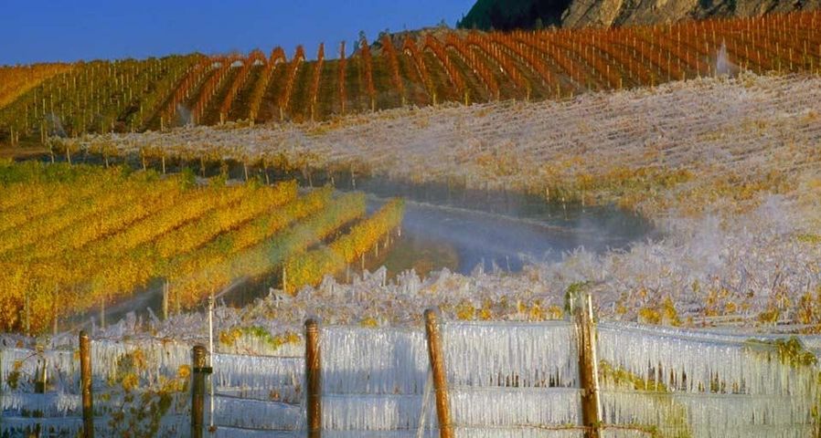 Frostbedeckter Weinberg zur Eisweinernte, South-Okanagan-Tal,  British Columbia, Kanada