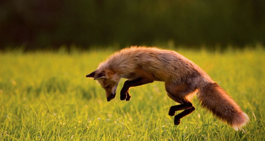 Fuchs bei der Jagd auf der Prinz-Edward-Insel, Kanada – John Sylvester/Corbis ©