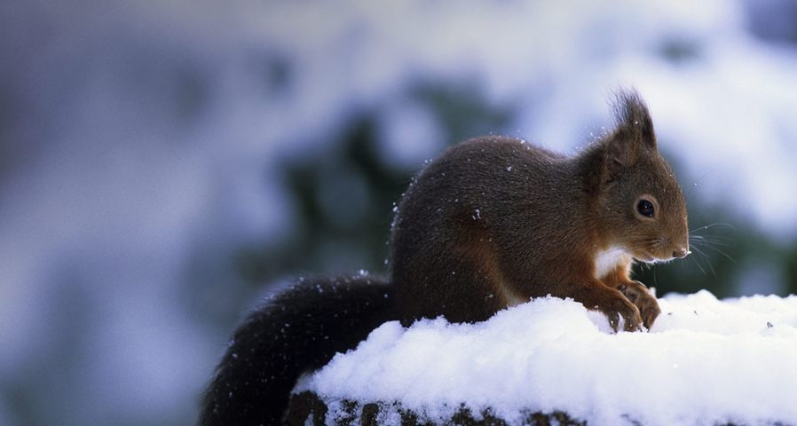 Europäisches Eichhörnchen sucht im Schnee nach seinen Vorräten – Robert Harding Picture Library / SuperStock ©