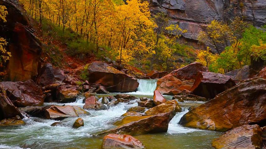 North Fork, Quellfluss des Virgin River, Zion Canyon, Utah, USA