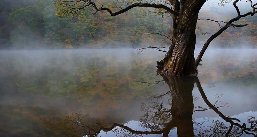 Herbstlicher Wald und ein alter Baum spiegeln sich im Jusanji-See, Provinz Gyeongsangbuk-do, Südkorea