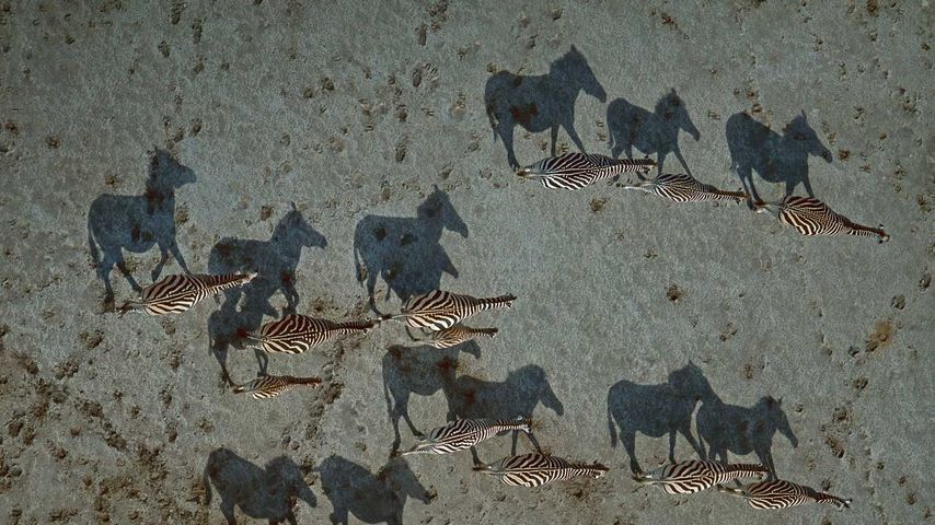 Steppenzebras im Gebiet der Makgadikgadi-Salzpfannen, Botswana 