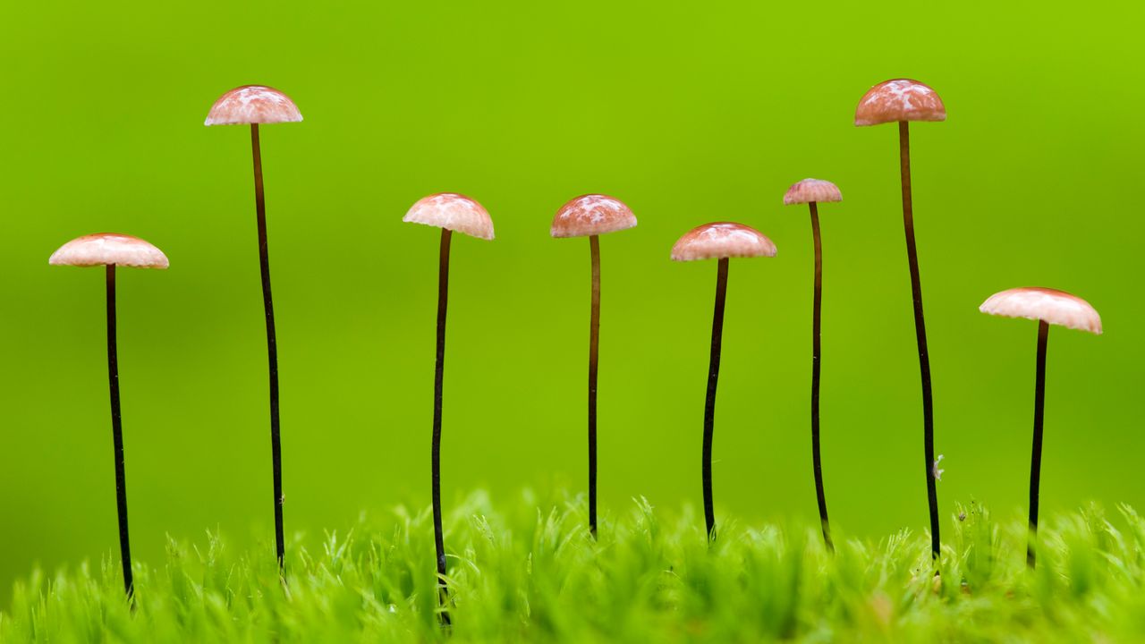马鬃小皮伞，白俄罗斯
