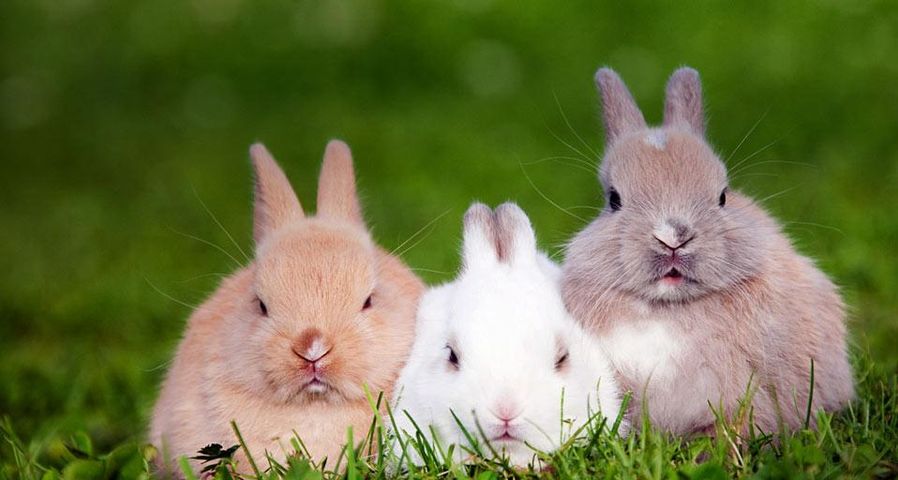 Drei kleine Hasen sitzen im Gras