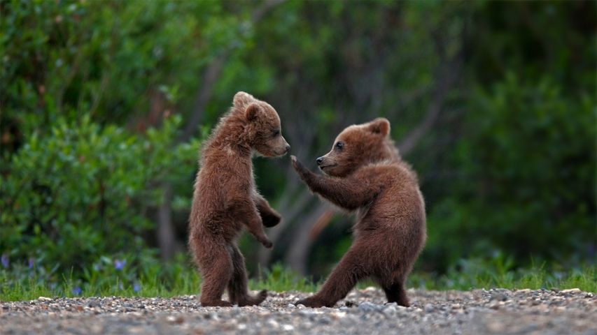 Junge Grizzlybären beim Spielen im Denali-Nationalpark, Alaska, USA
