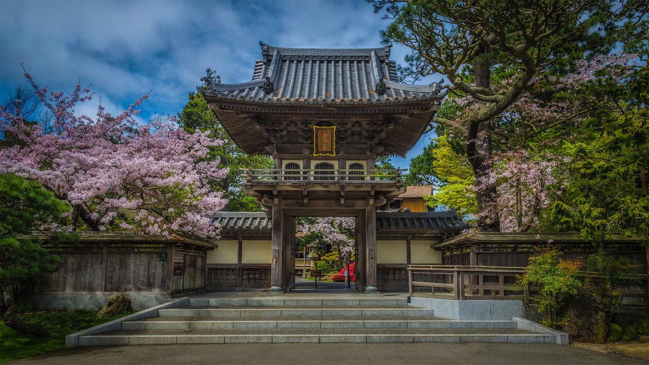 金门公园中日本茶园里盛开的樱花，加州旧金山