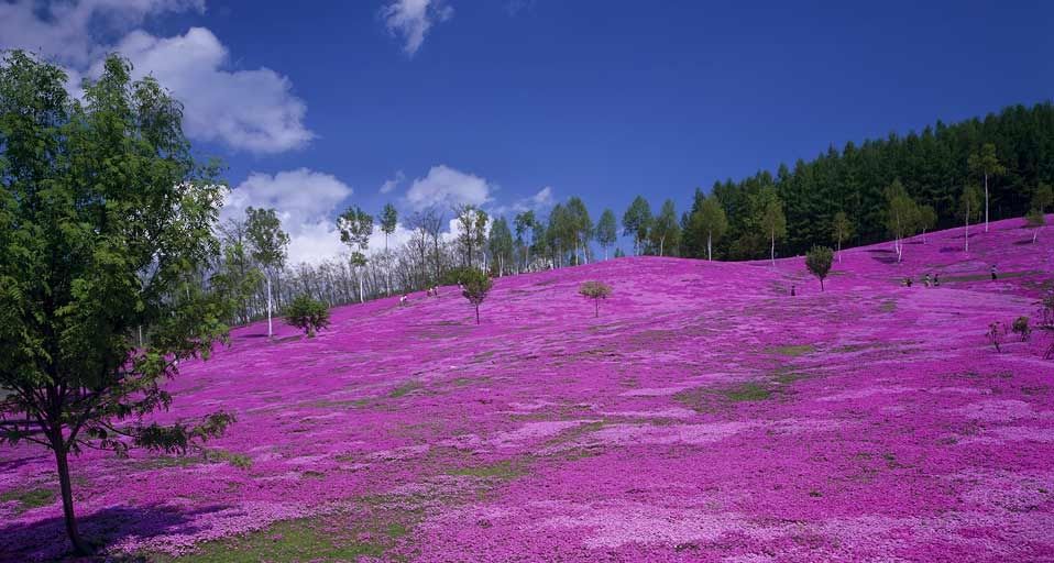 日本北海道的泷上芝樱公园