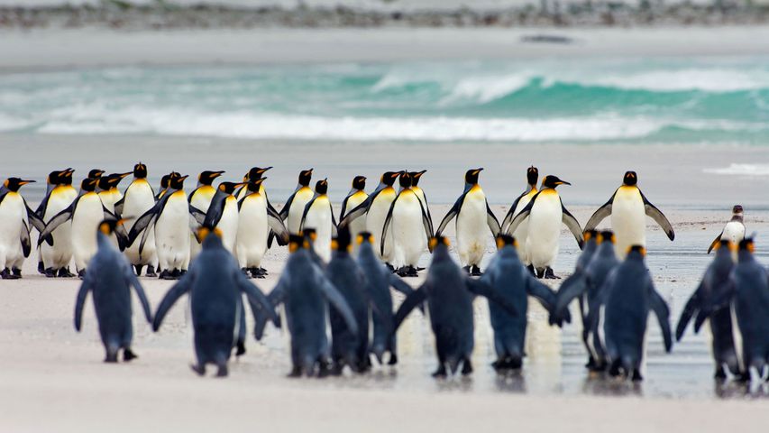 Königspinguine am Volunteer Point, Falklandinseln 