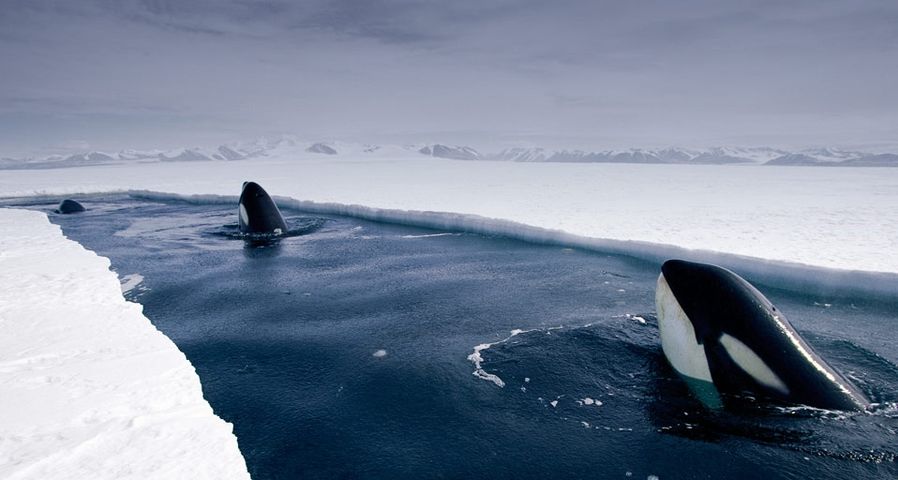 Eine Gruppe Orcas in der Antarktis