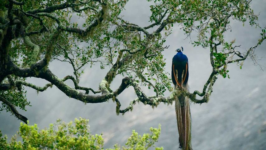 Blauer Pfau im Yala-Nationalpark, Sri Lanka