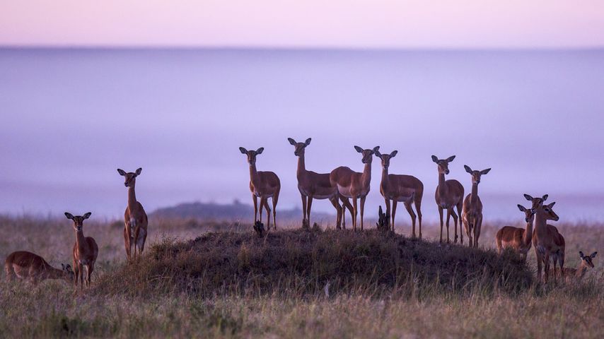 Impala-Herde im Naturschutzgebiet Masai Mara, Kenia