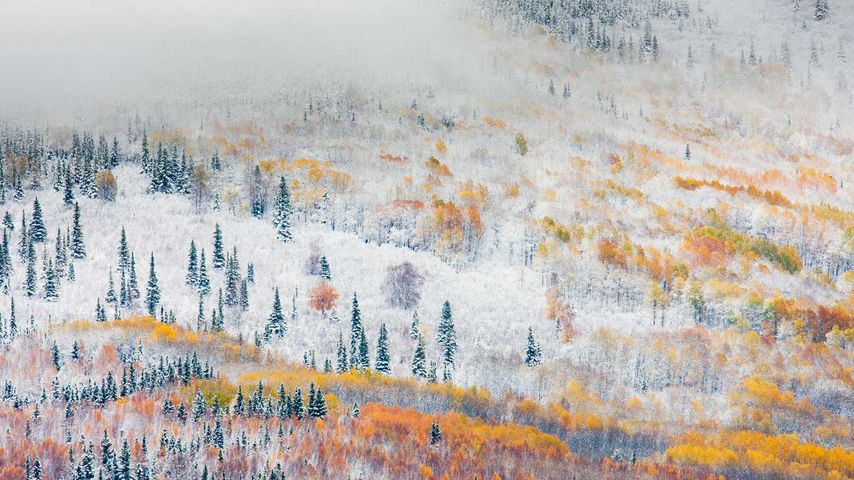 Früher Schneefall in der Nähe von Fairbanks, Alaska 