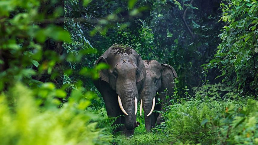 Asiatische Elefanten in Westbengalen, Indien