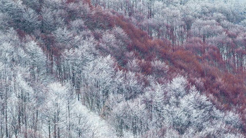 Teilweise schneebedeckter Hang im Val Cervara, einem alten Buchenwald, in den Abruzzen, Italien