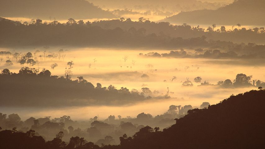 Amazonas-Regenwald, Brasilien