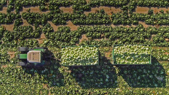 田里的拖拉机和装载着卷心菜的拖车，奥地利圣珀尔滕