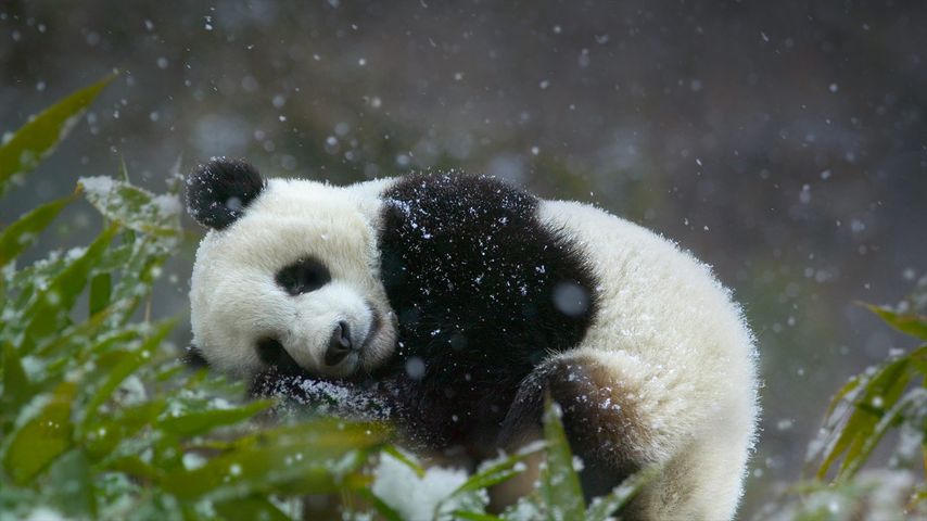 Panda-Junges (Ailuropoda melanoleuca), Wolong National Nature Reserve,  Provinz Sichuan, China