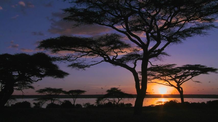 Amboseli-See im Amboseli-Nationalpark, Kenia