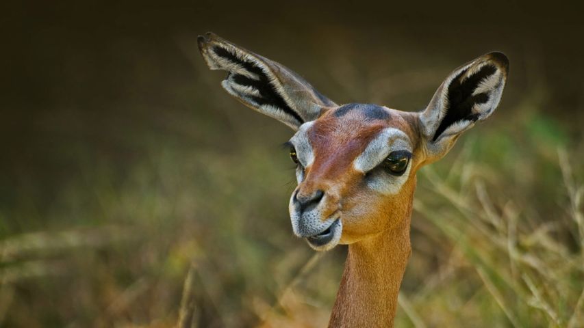 Giraffengazelle 