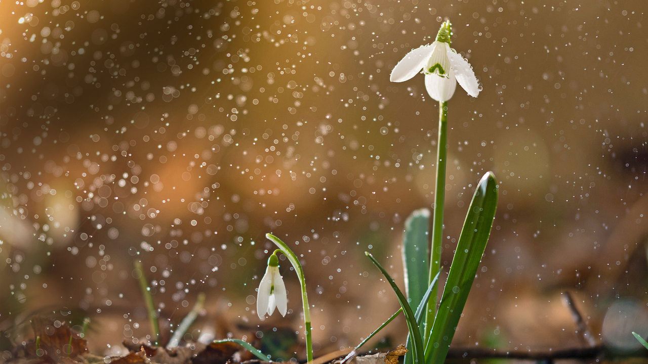 一朵盛开的雪花莲