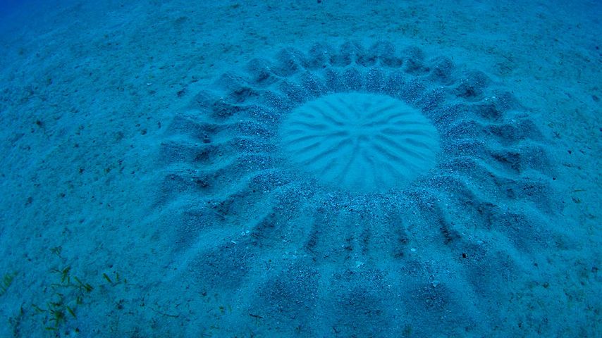 Von einem Kugelfisch erzeugtes Kreismuster am Meeresboden, Amami Oshima, Kagoshima, Japan 